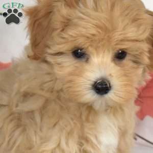 Angie, Maltipoo Puppy