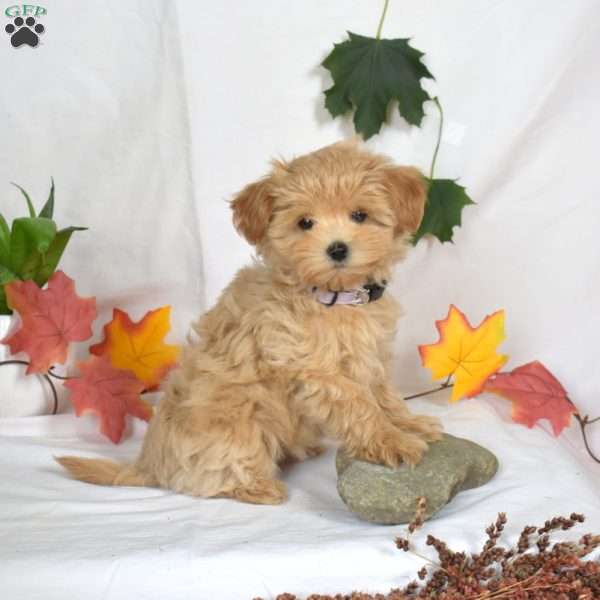 Anita, Maltipoo Puppy