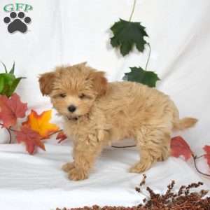Anita, Maltipoo Puppy