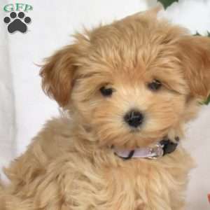 Anita, Maltipoo Puppy