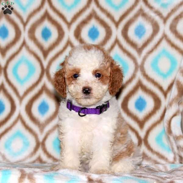 Anna, Miniature Poodle Puppy