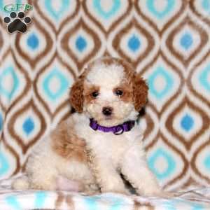 Anna, Miniature Poodle Puppy