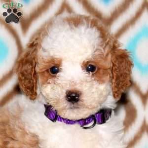 Anna, Miniature Poodle Puppy