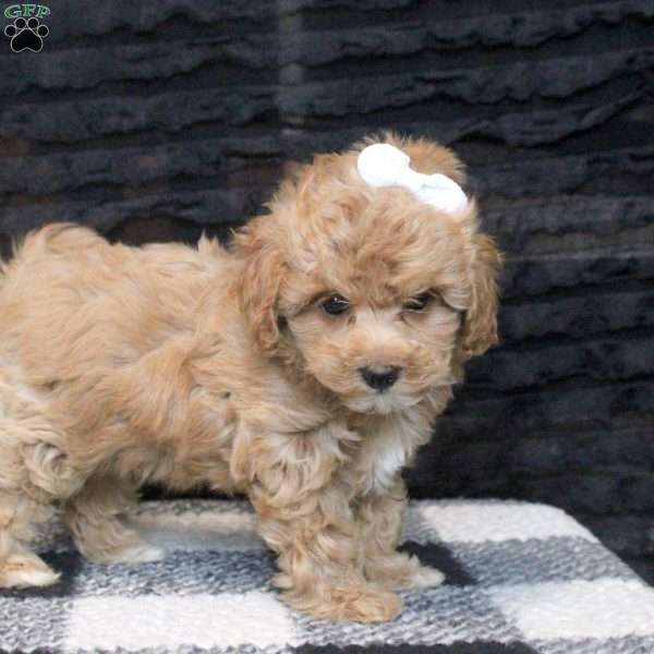 Annie, Maltipoo Puppy