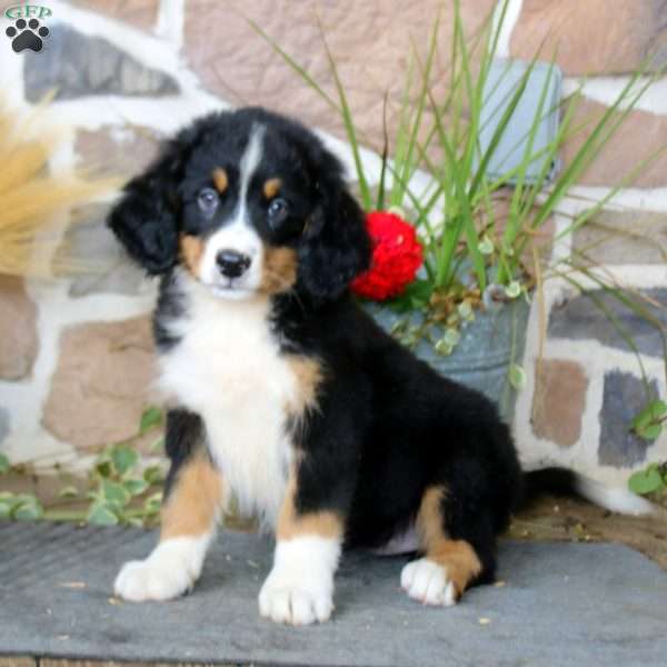 Annie, Mini Bernedoodle Puppy