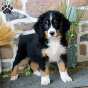 Annie, Mini Bernedoodle Puppy