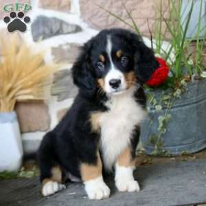 Annie, Mini Bernedoodle Puppy