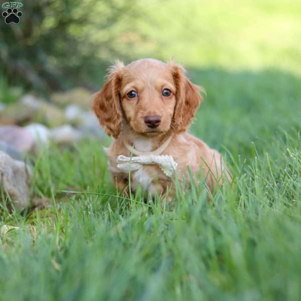 Anson, Dachshund Puppy