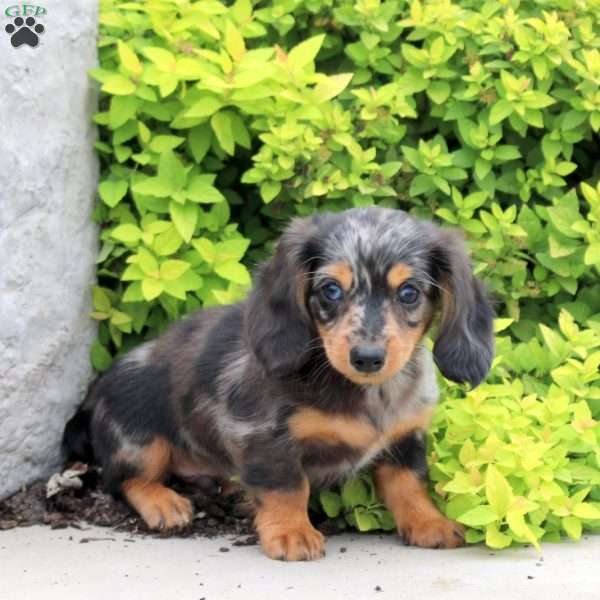 Archer, Dachshund Puppy