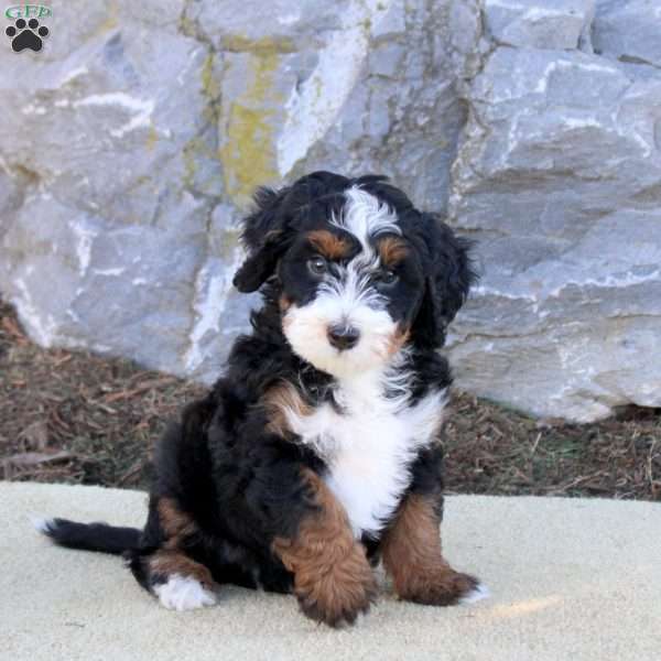 Archer, Mini Bernedoodle Puppy