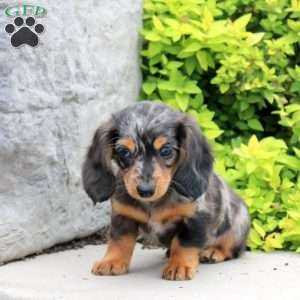 Archer, Dachshund Puppy