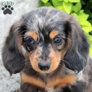 Archer, Dachshund Puppy