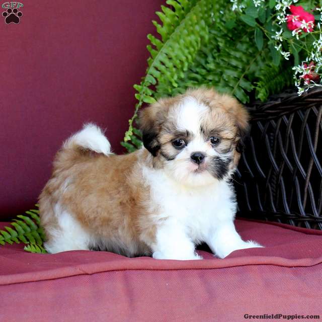 Archie (Shih Tzu, Male) in Manheim, PA