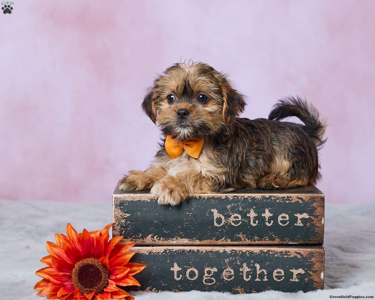 Archie (Shorkie, Male) in Millersburg, OH