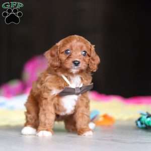 Archie, Cavapoo Puppy