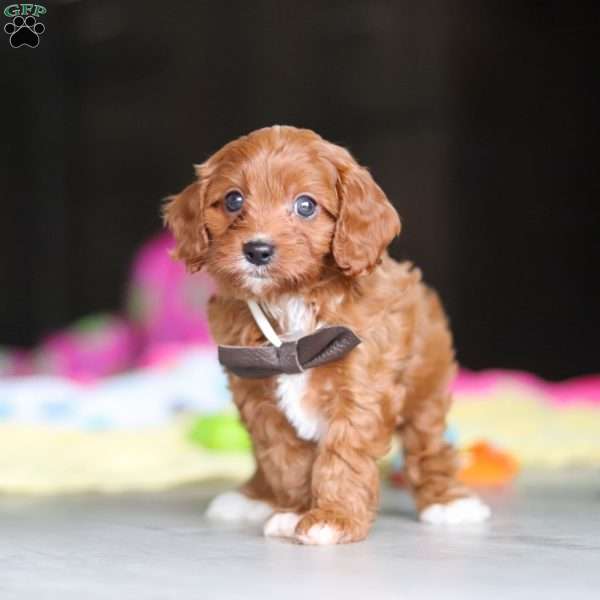 Archie, Cavapoo Puppy