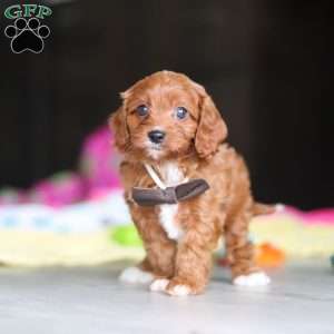 Archie, Cavapoo Puppy