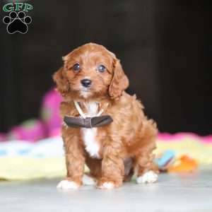 Archie, Cavapoo Puppy