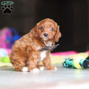 Archie, Cavapoo Puppy