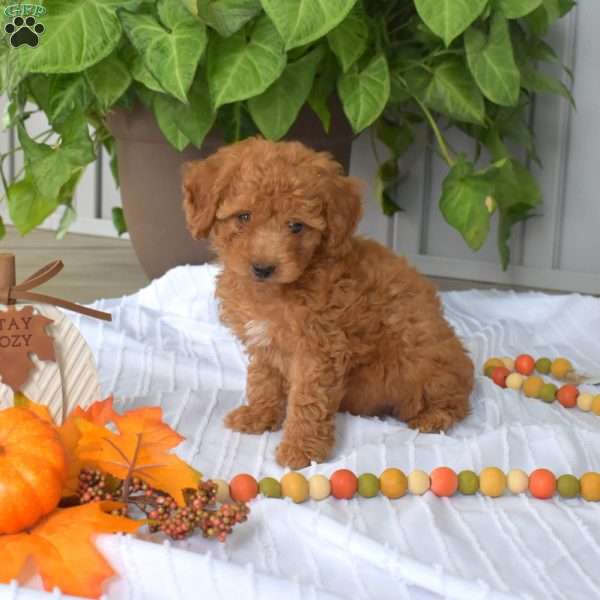 Archie, Toy Poodle Puppy