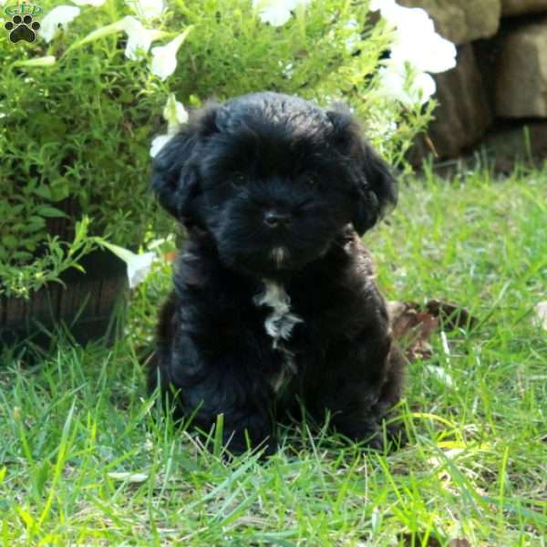 Archie, Shih Tzu Mix Puppy