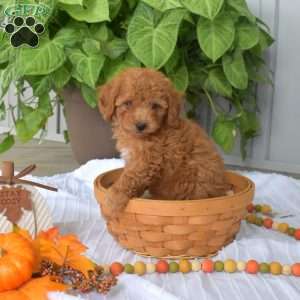 Archie, Toy Poodle Puppy