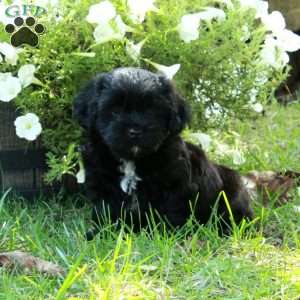 Archie, Shih Tzu Mix Puppy