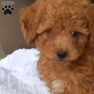 Archie, Toy Poodle Puppy