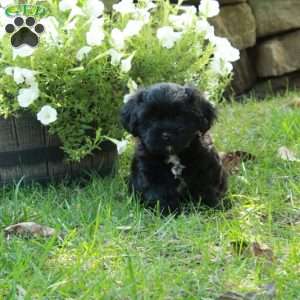 Archie, Shih Tzu Mix Puppy