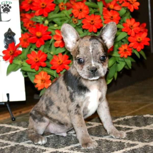Archie, Frenchton Puppy