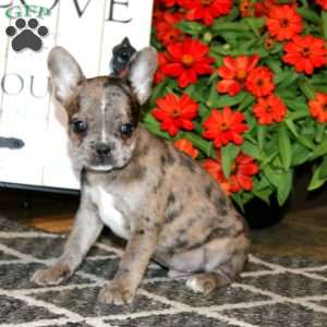 Archie, Frenchton Puppy