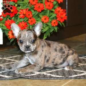Archie, Frenchton Puppy
