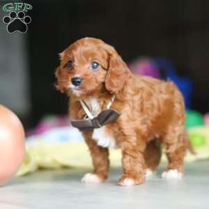 Archie, Cavapoo Puppy