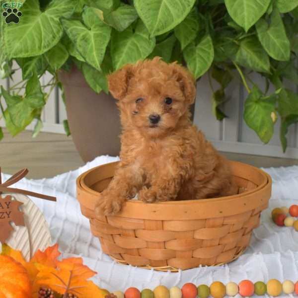 Ariel, Toy Poodle Puppy