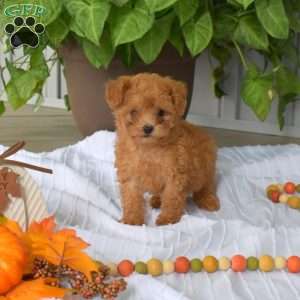 Ariel, Toy Poodle Puppy
