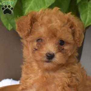 Ariel, Toy Poodle Puppy