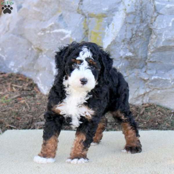 Ariya, Mini Bernedoodle Puppy