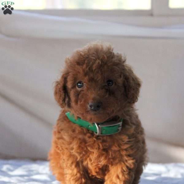Arlo, Miniature Poodle Puppy