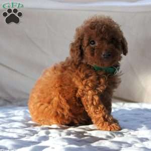 Arlo, Miniature Poodle Puppy