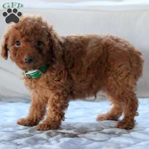 Arlo, Miniature Poodle Puppy