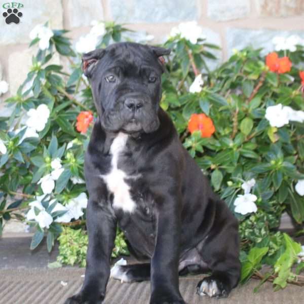 Arnie, Cane Corso Puppy