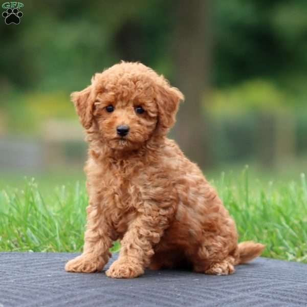 Arnie, Toy Poodle Puppy