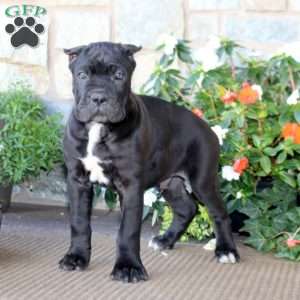 Arnie, Cane Corso Puppy