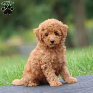 Arnie, Toy Poodle Puppy