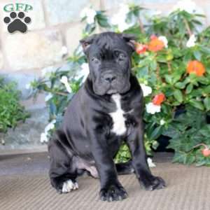 Arnie, Cane Corso Puppy