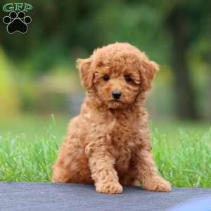 Arnie, Toy Poodle Puppy