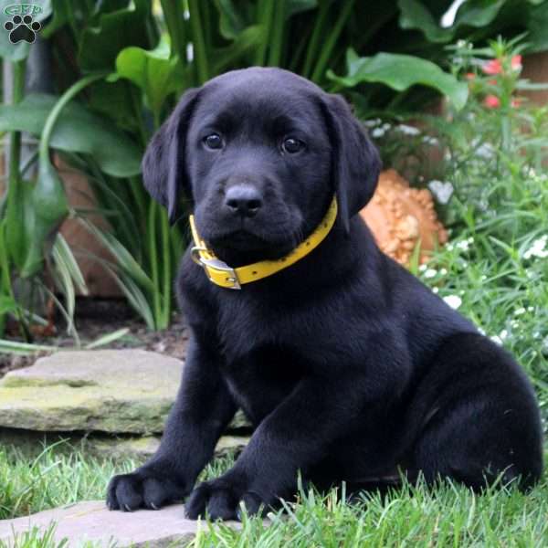 Arthur, Black Labrador Retriever Puppy