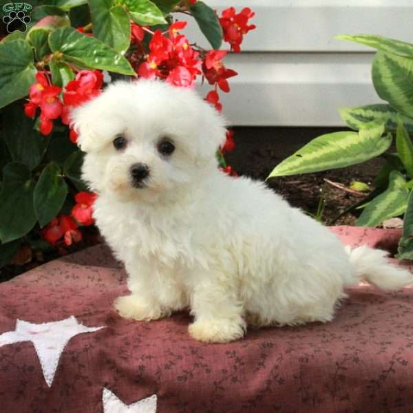 Artie, Maltese Puppy