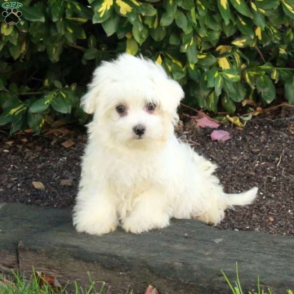 Artie, Maltese Puppy