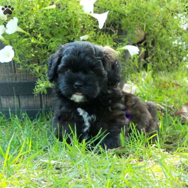 Artie, Shih Tzu Mix Puppy